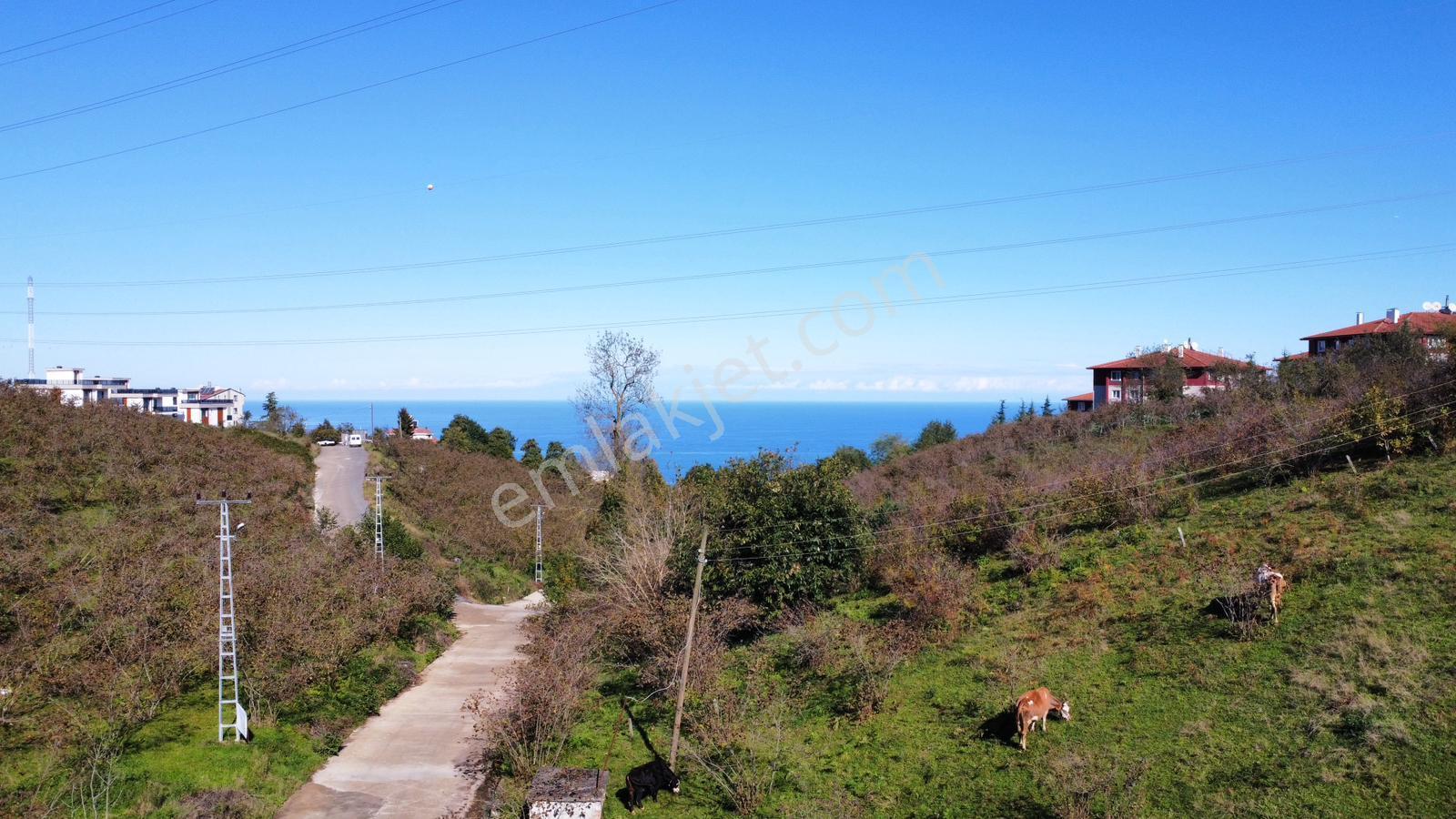 Trabzon 1.nolu Bostancıda Sosyal İmarlı Arsa Takaslı