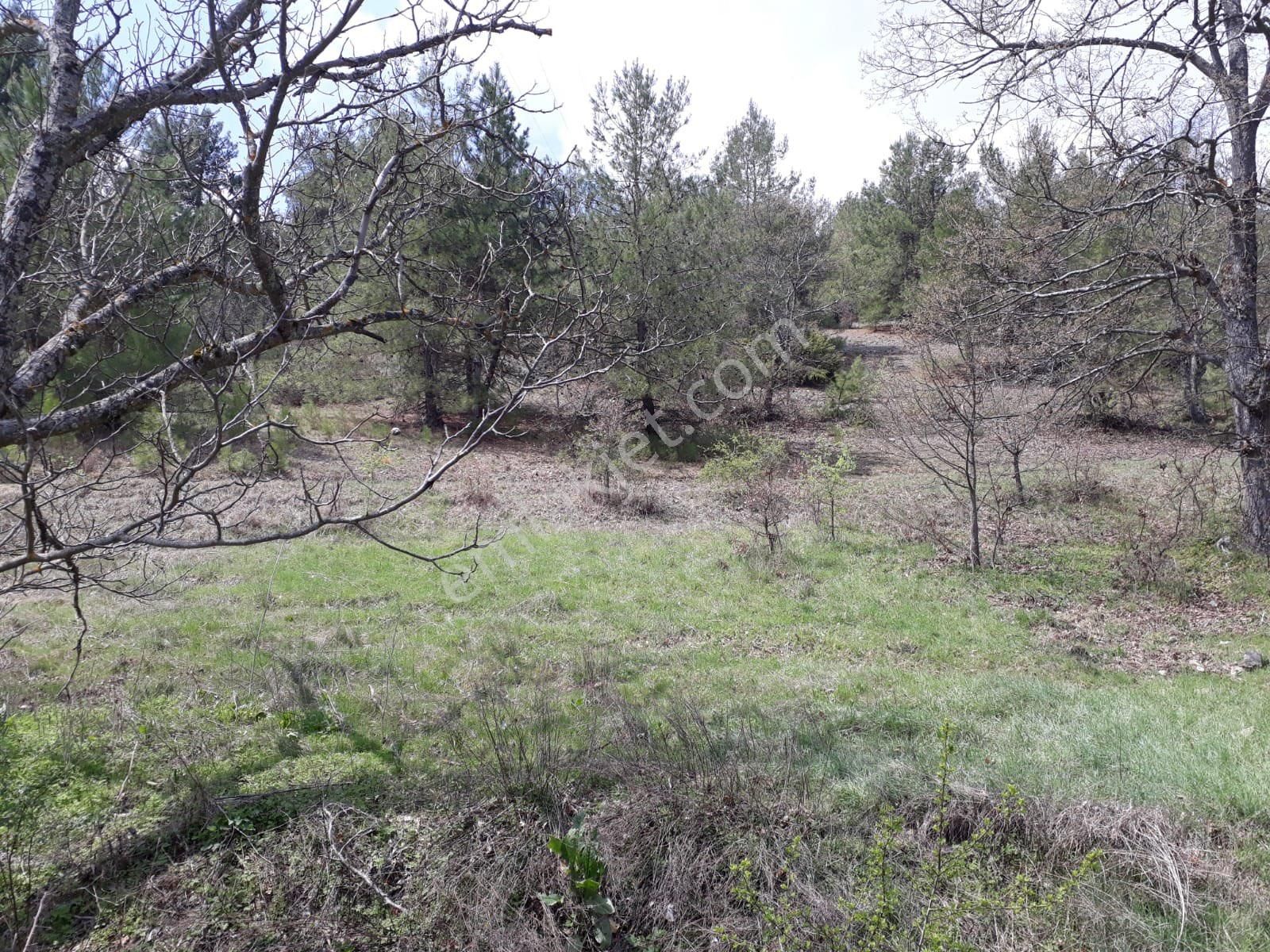 Bursa Müstakil Tapulu Tarla