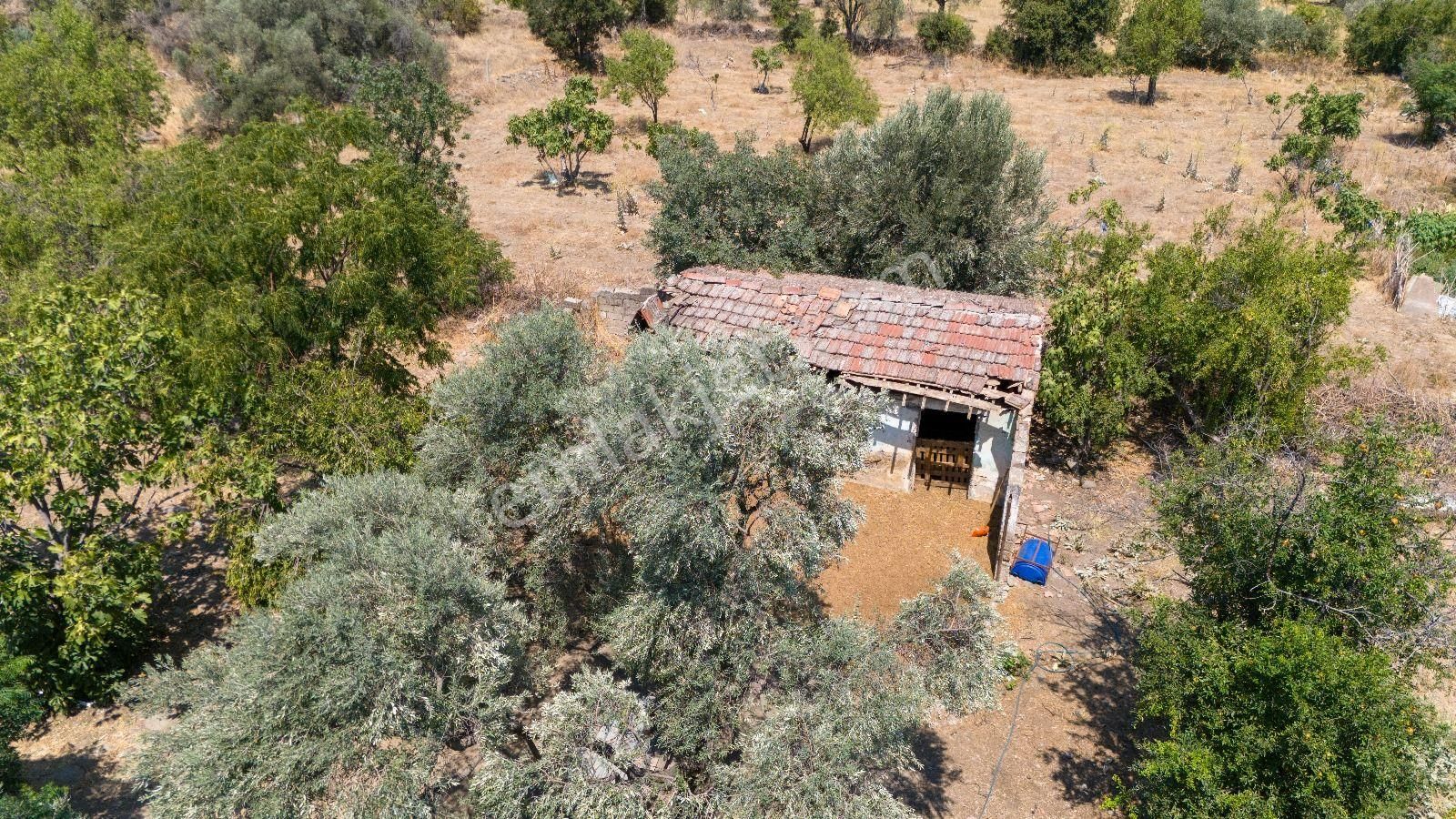 686 Mescitli Mahallesinde Satılık 2 Katlı Evi Olan Zeytinlik Ve İncir Bahçesi - Görsel 3