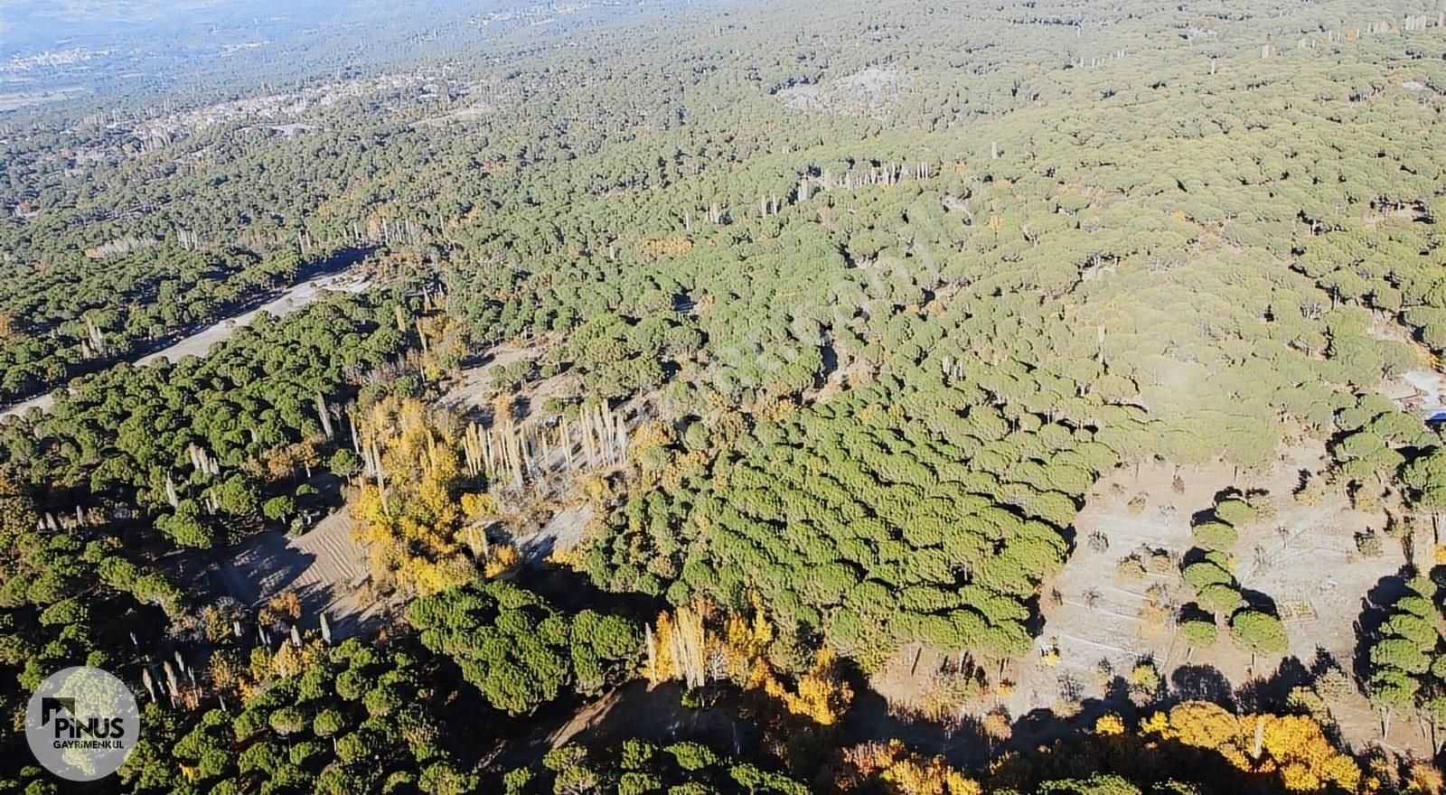 Pinus Gayrimenkul'den//kozak Karaveliler'de 5.512 M² Fıstıklık - Görsel 5