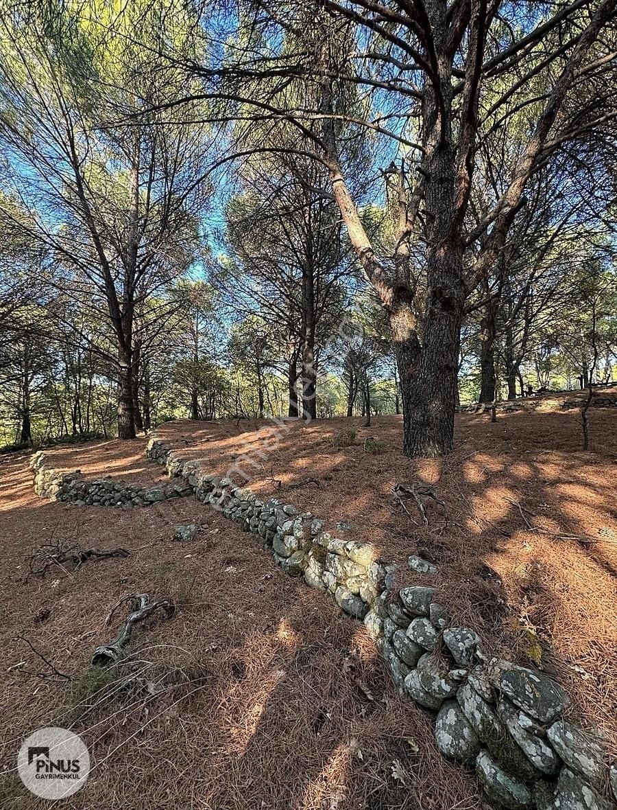 Pinus Gayrimenkul'den//kozak Karaveliler'de 5.512 M² Fıstıklık - Görsel 13