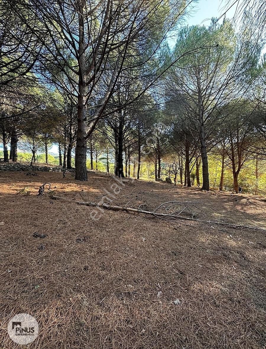 Pinus Gayrimenkul'den//kozak Karaveliler'de 5.512 M² Fıstıklık - Görsel 9