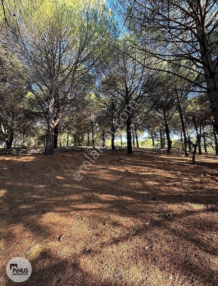 Pinus Gayrimenkul'den//kozak Karaveliler'de 5.512 M² Fıstıklık - Görsel 14