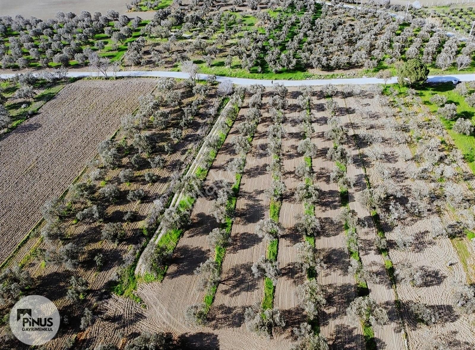 Pinus Gayrimenkul'den //ayasköy'de Yol Kenarı 5960 M² Zeytinlik - Görsel 2