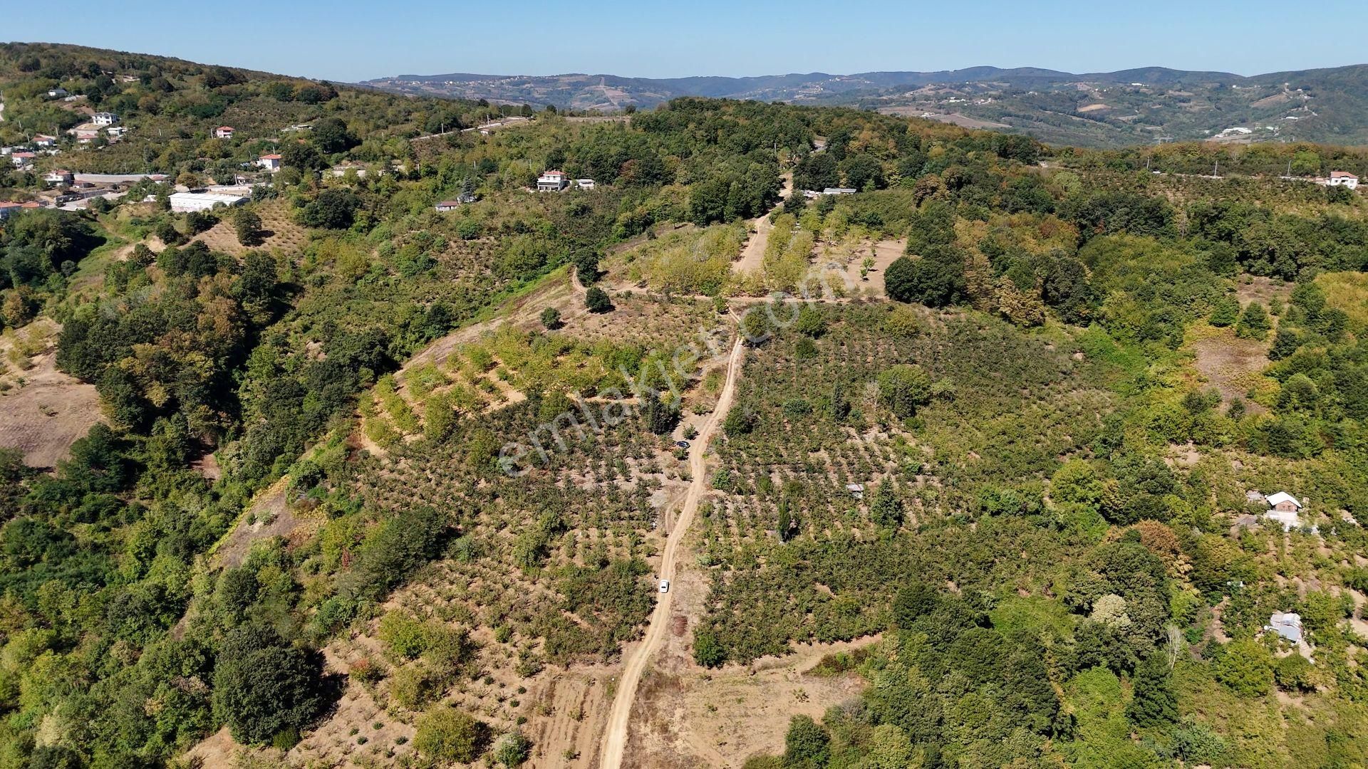 İzmit Akmeşe Satılık 13.589 M2 Değerli Arazi Ve Fındıklık