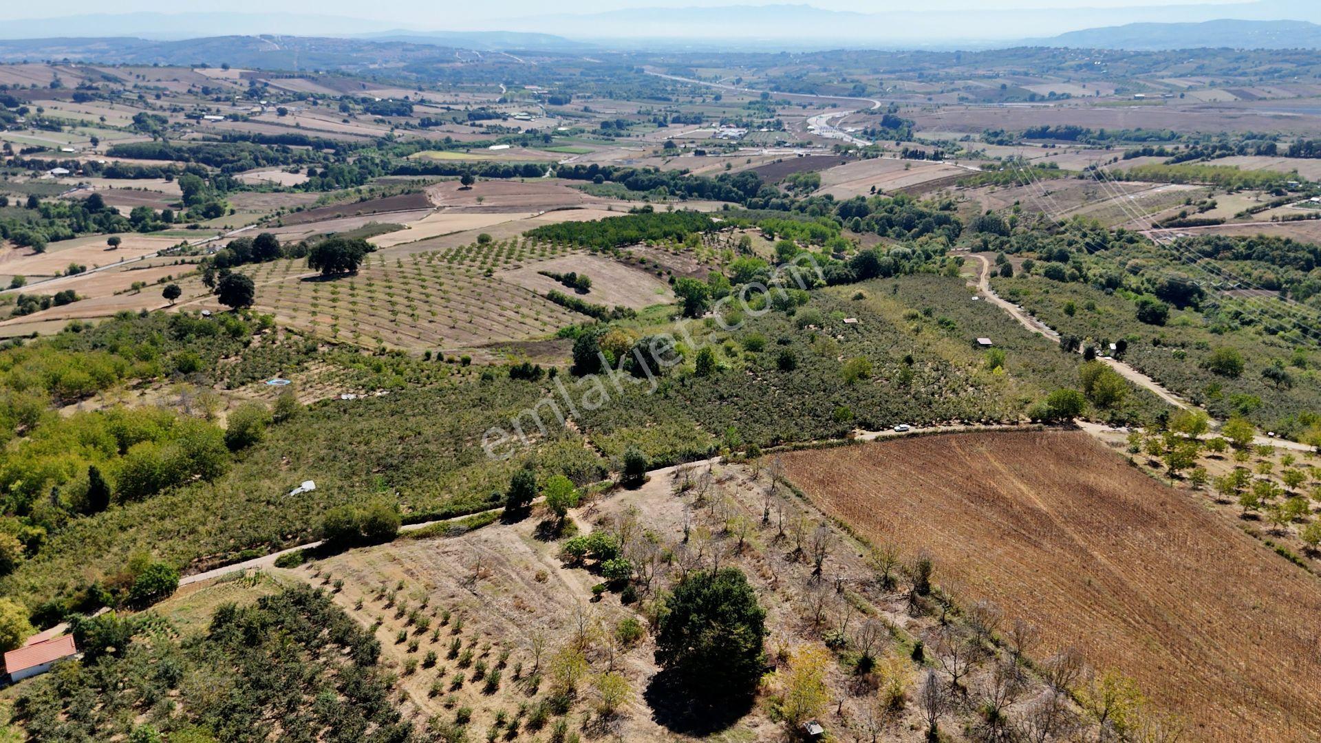 İzmit Akmeşe Satılık 19.352 M2 Değerli Arazi Ve Fındıklık - Görsel 4
