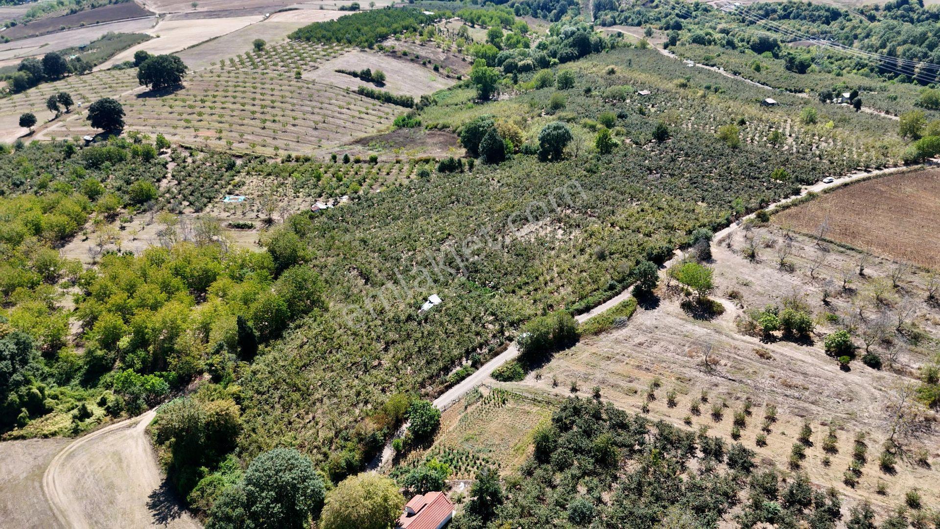 İzmit Akmeşe Satılık 19.352 M2 Değerli Arazi Ve Fındıklık - Görsel 2
