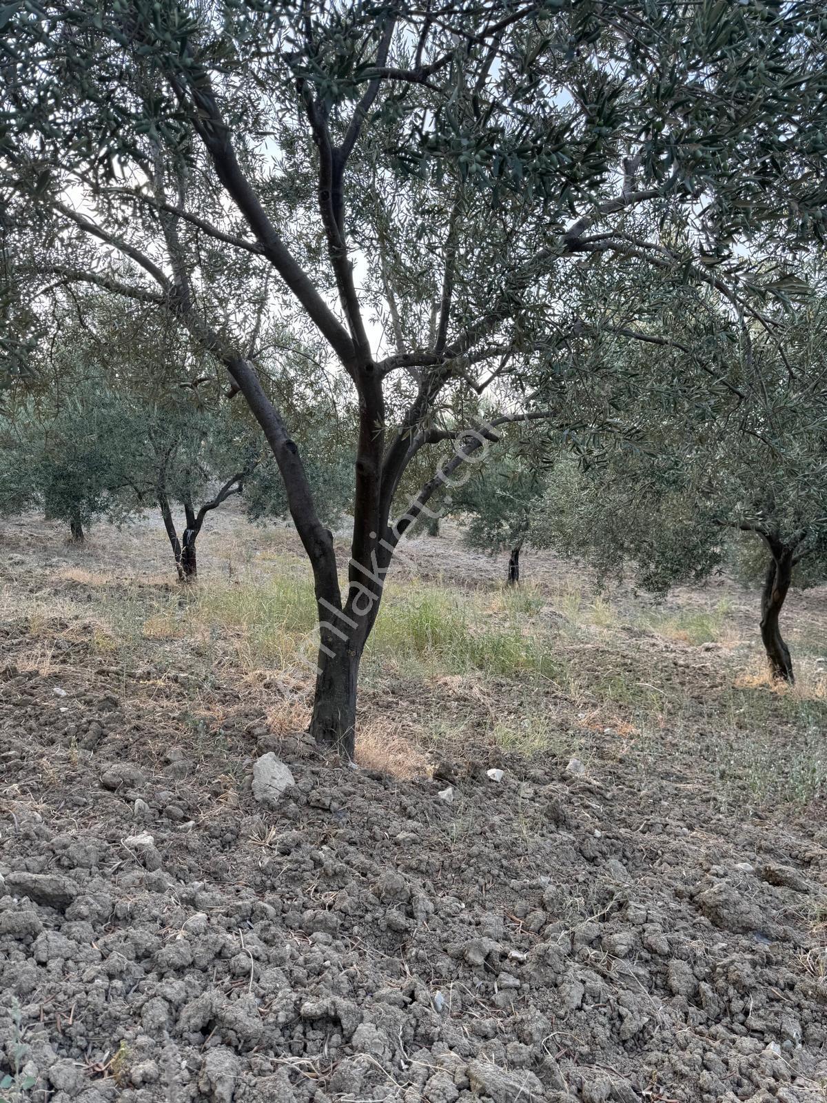 Kuzey Emlaktan Mezarlık Mevkiinde 5276,19 M2 .zeytinlik - Görsel 8