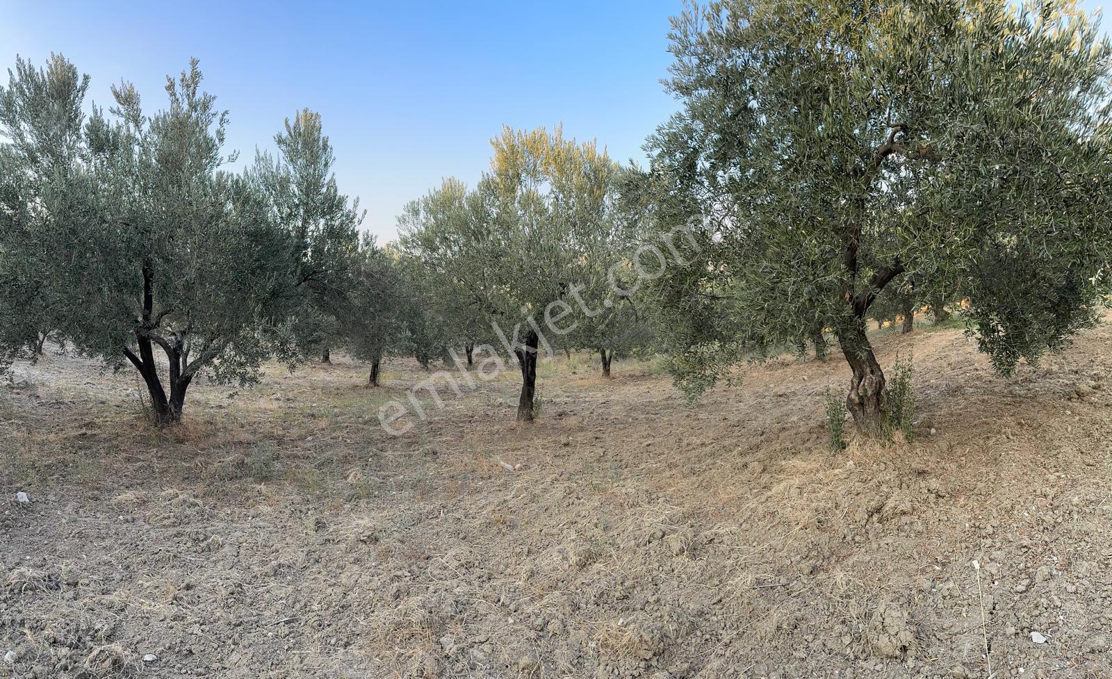 Kuzey Emlaktan Mezarlık Mevkiinde 5276,19 M2 .zeytinlik - Görsel 9