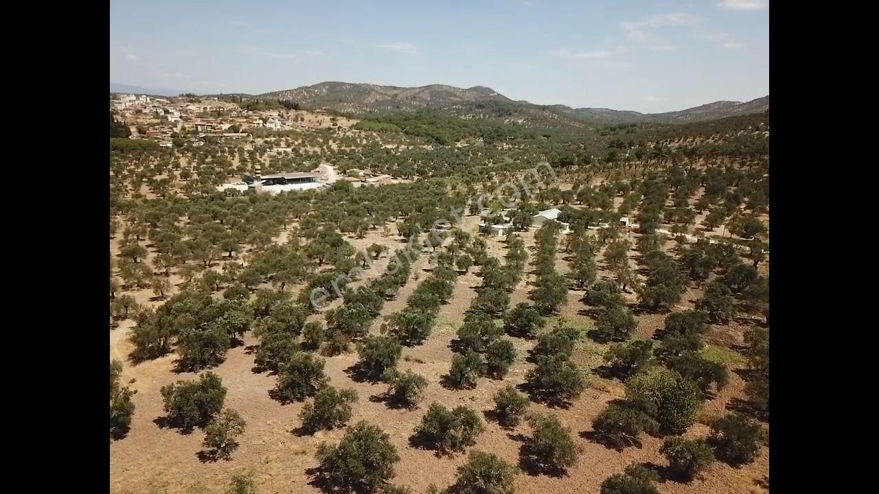 Ali Türk Gayrimnekulden Karaağaç Mahallesin De Satılık Zeytinlik - Görsel 7