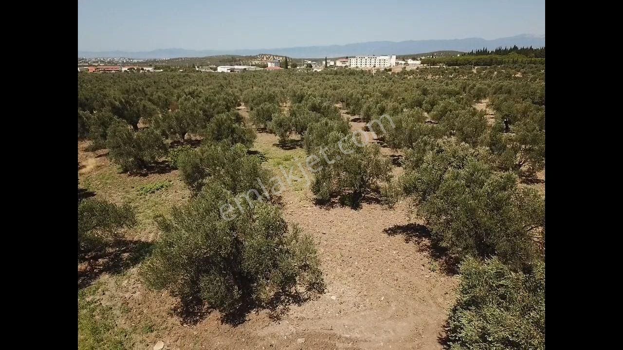 Ali Türk Gayrimnekulden Karaağaç Mahallesin De Satılık Zeytinlik - Görsel 13