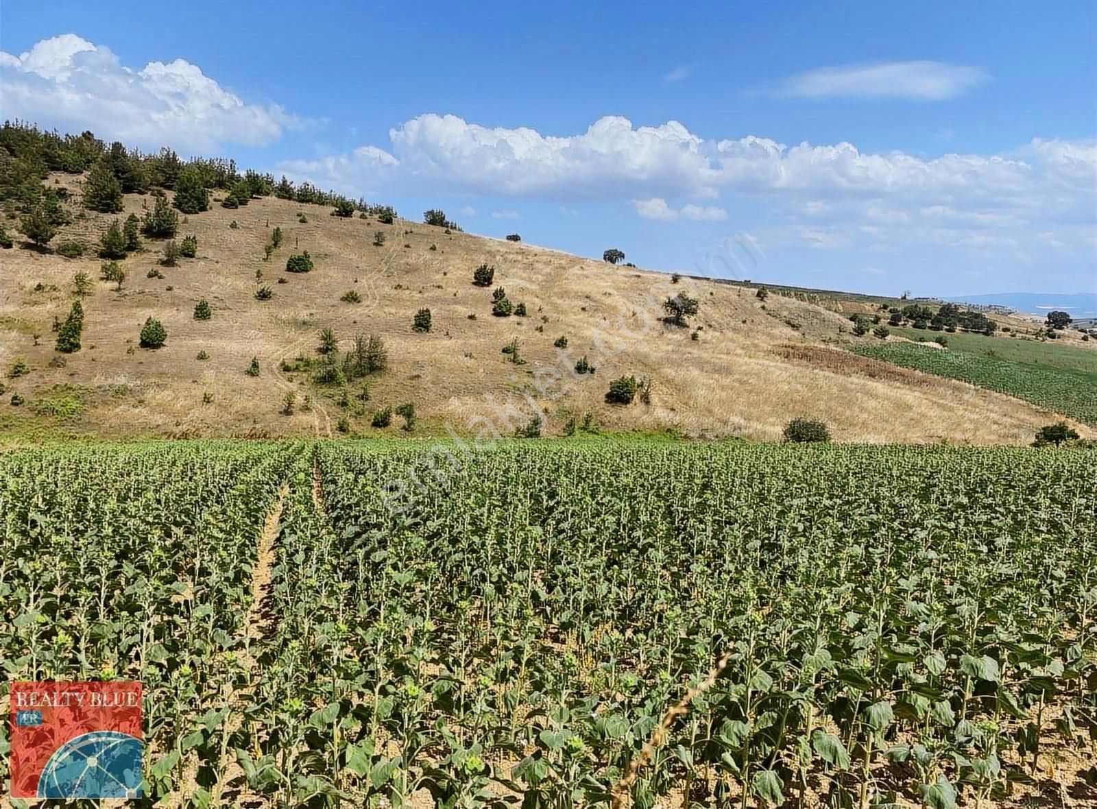 Bursa Yenişehir Çelebi'de Satılık 3442 M2 Resmi Yol Vardır