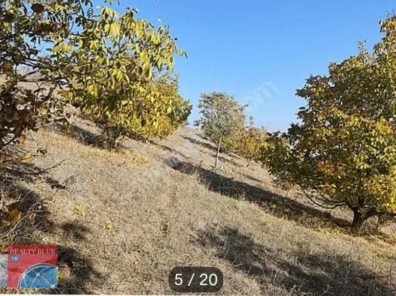 Havaalanına Manzaralı Satılık Ceviz Bağçesi