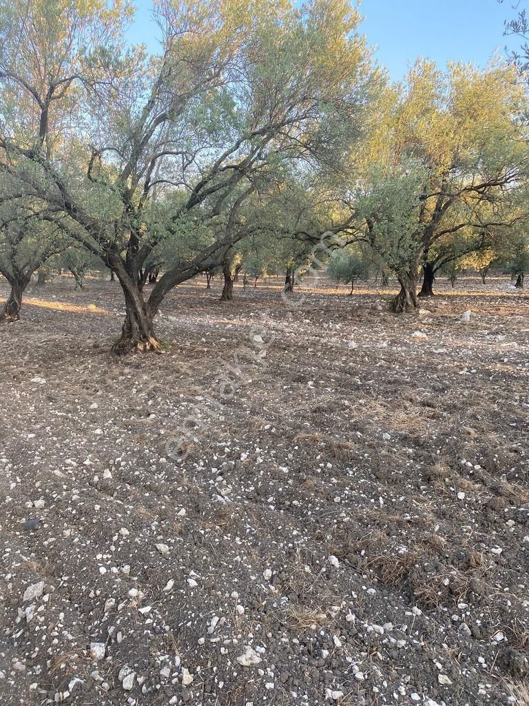 Manisa Akhisar Sabancılar Mahallesinde Satılık 7388 M2 Tek Tapu Tarla - Görsel 4