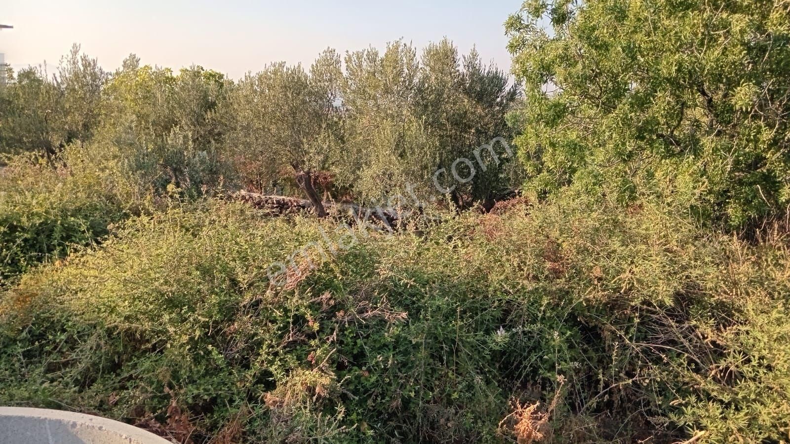 Çıtakta Satılık Arsa - Görsel 5