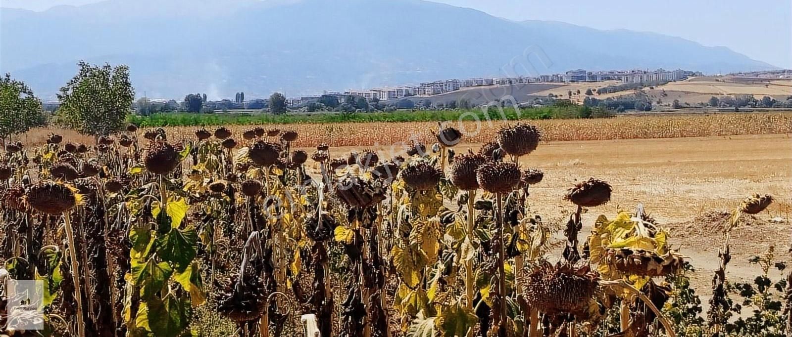 Bursa İnegöl Şefali'de Satılık Tarla