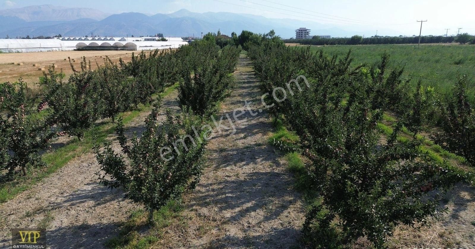 Vip Gayrimenkul'den Eymir Mah. En İyi Lokasyonda 4.601m² Elma Bahçesi - Görsel 11