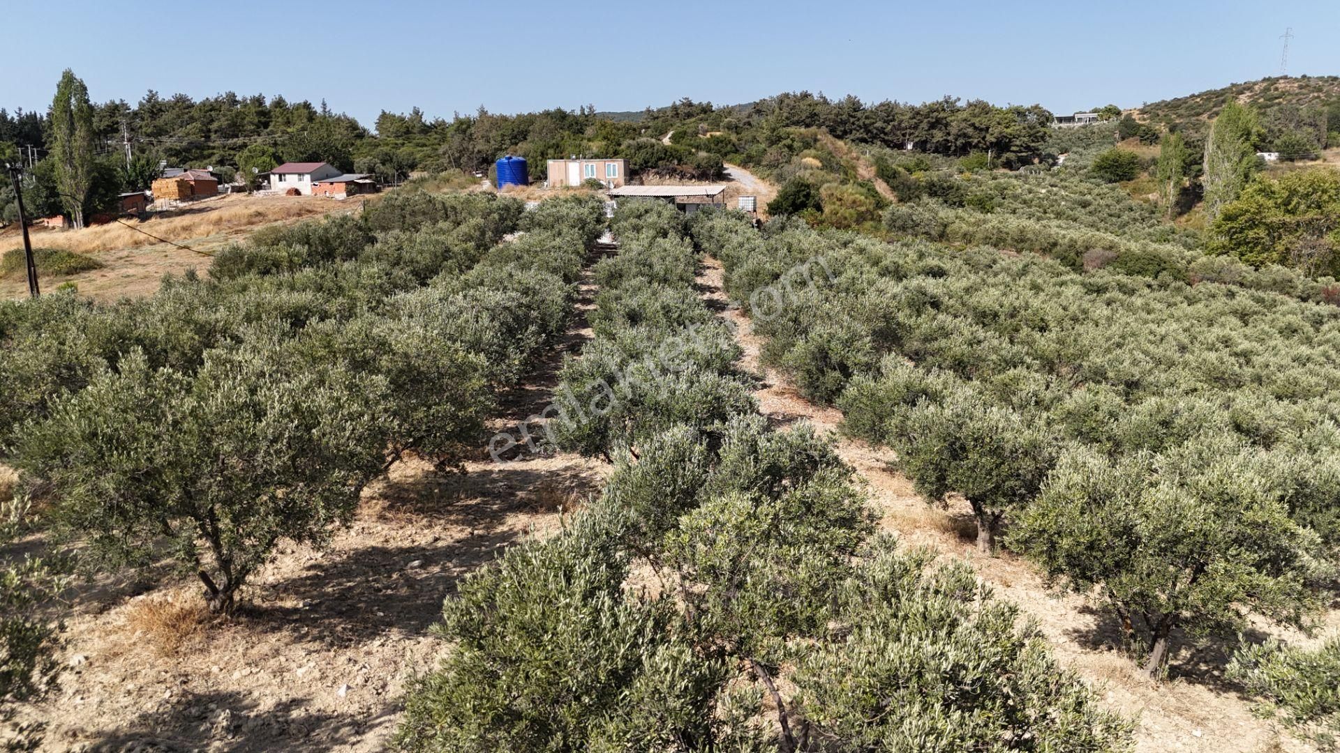 Söke Ağaçlı Köyü 37.692 M2 Satılık Zeytinlik - Görsel 15