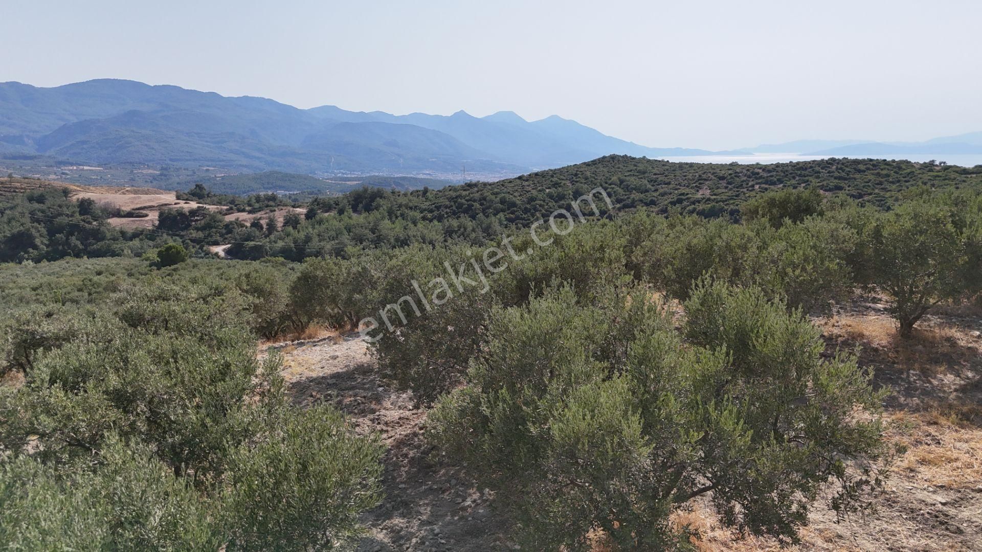 Söke Ağaçlı Köyü 37.692 M2 Satılık Zeytinlik - Görsel 9