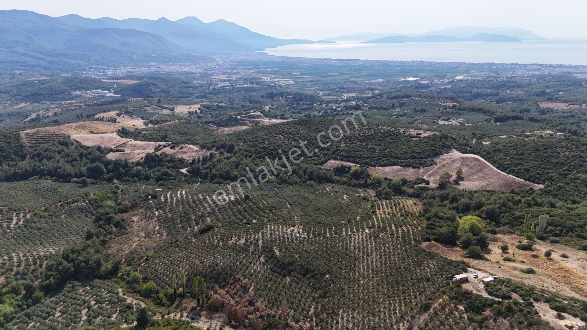 Söke Ağaçlı Köyü 37.692 M2 Satılık Zeytinlik - Görsel 4