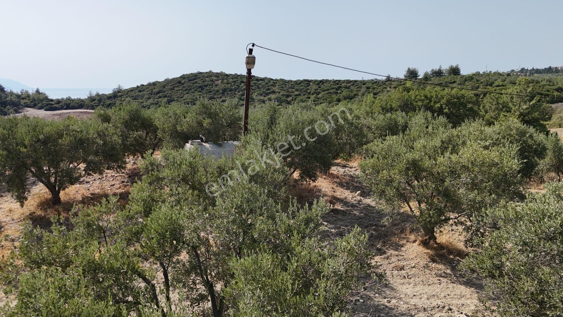 Söke Ağaçlı Köyü 37.692 M2 Satılık Zeytinlik - Görsel 7