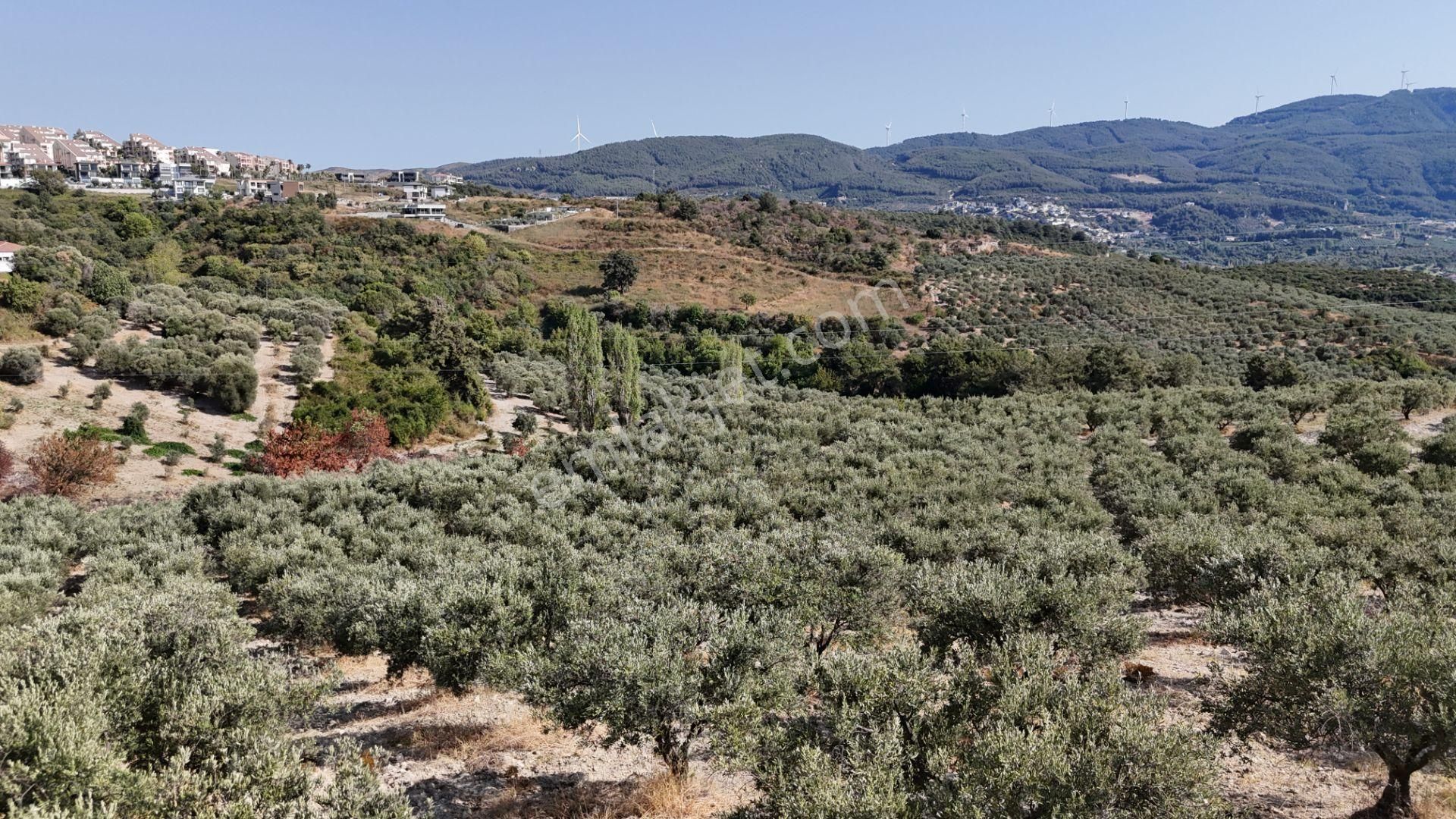 Söke Ağaçlı Köyü 37.692 M2 Satılık Zeytinlik - Görsel 11
