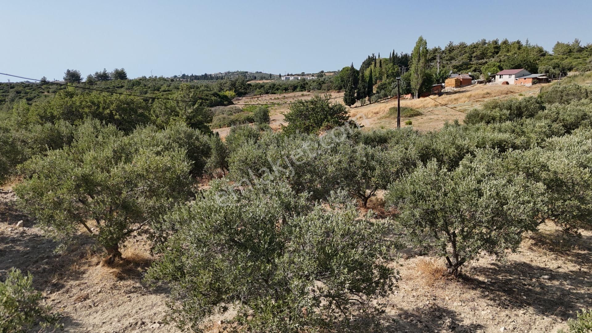 Söke Ağaçlı Köyü 37.692 M2 Satılık Zeytinlik - Görsel 6