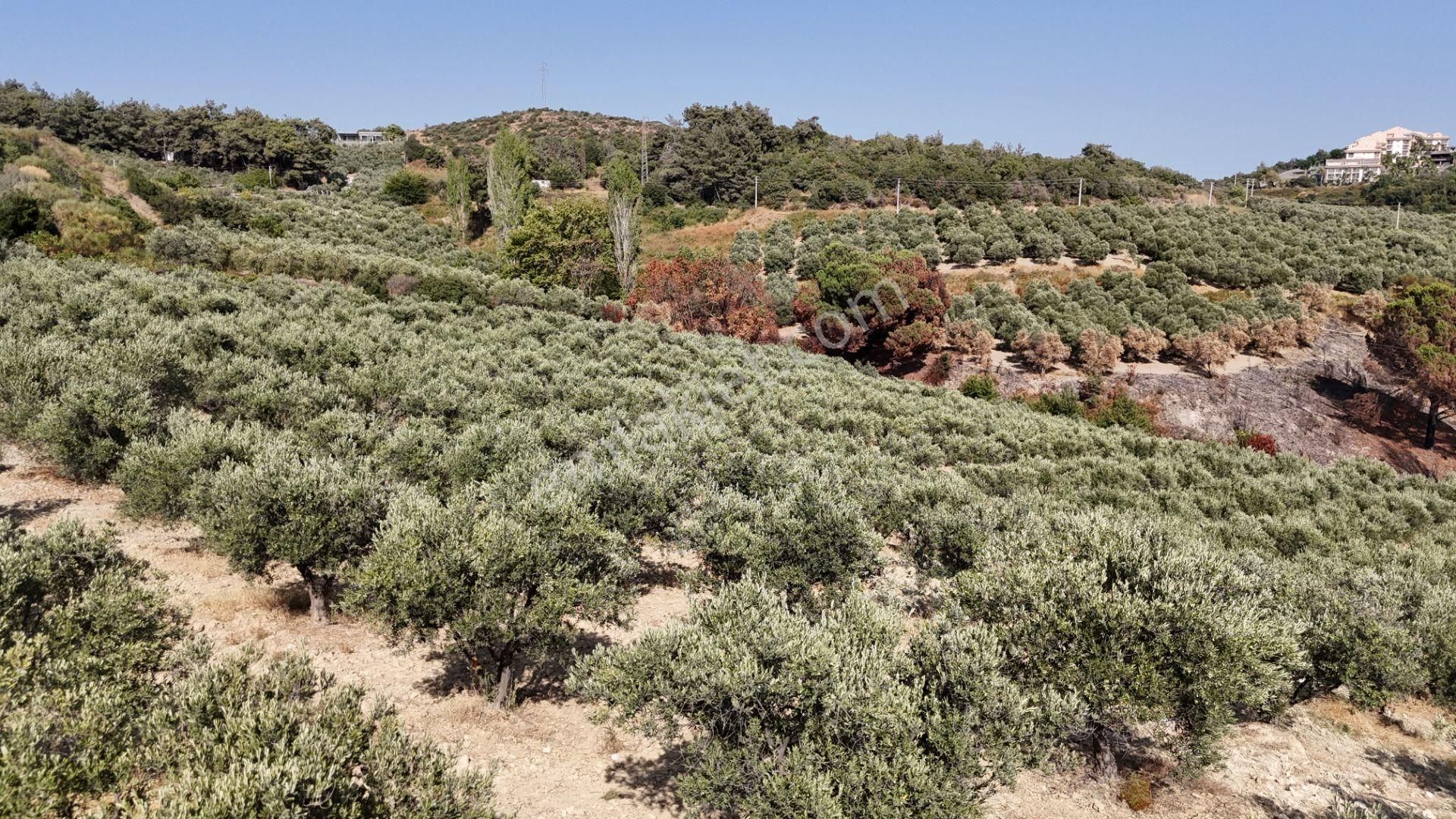 Söke Ağaçlı Köyü 37.692 M2 Satılık Zeytinlik - Görsel 14
