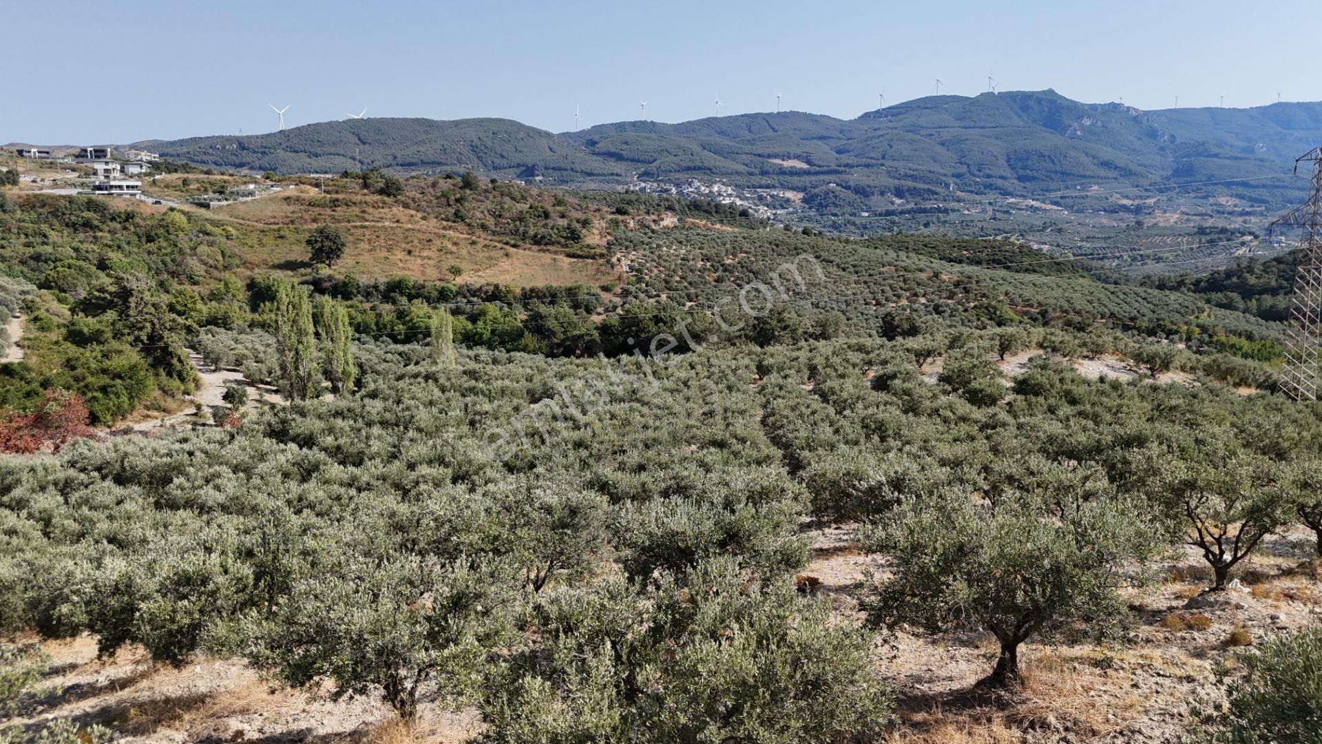 Söke Ağaçlı Köyü 37.692 M2 Satılık Zeytinlik - Görsel 12