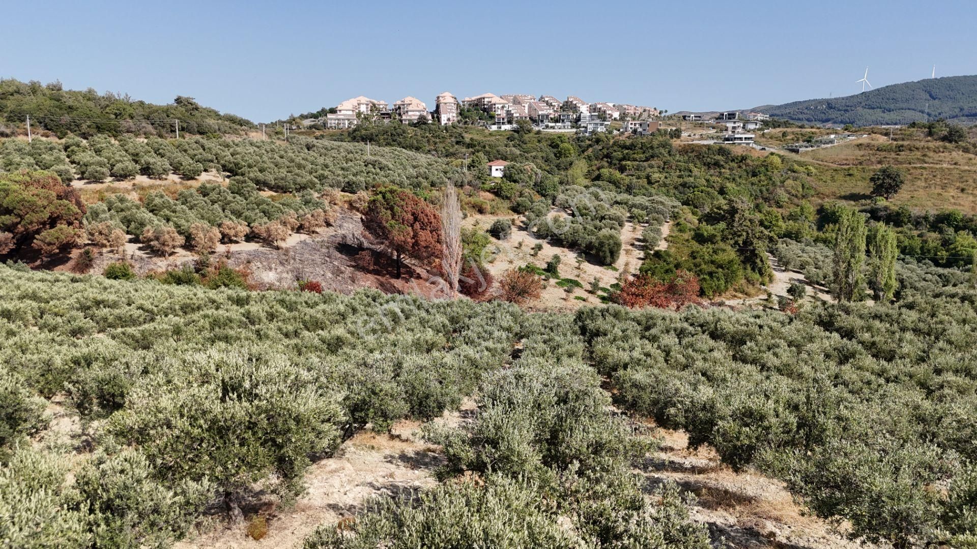 Söke Ağaçlı Köyü 37.692 M2 Satılık Zeytinlik - Görsel 13