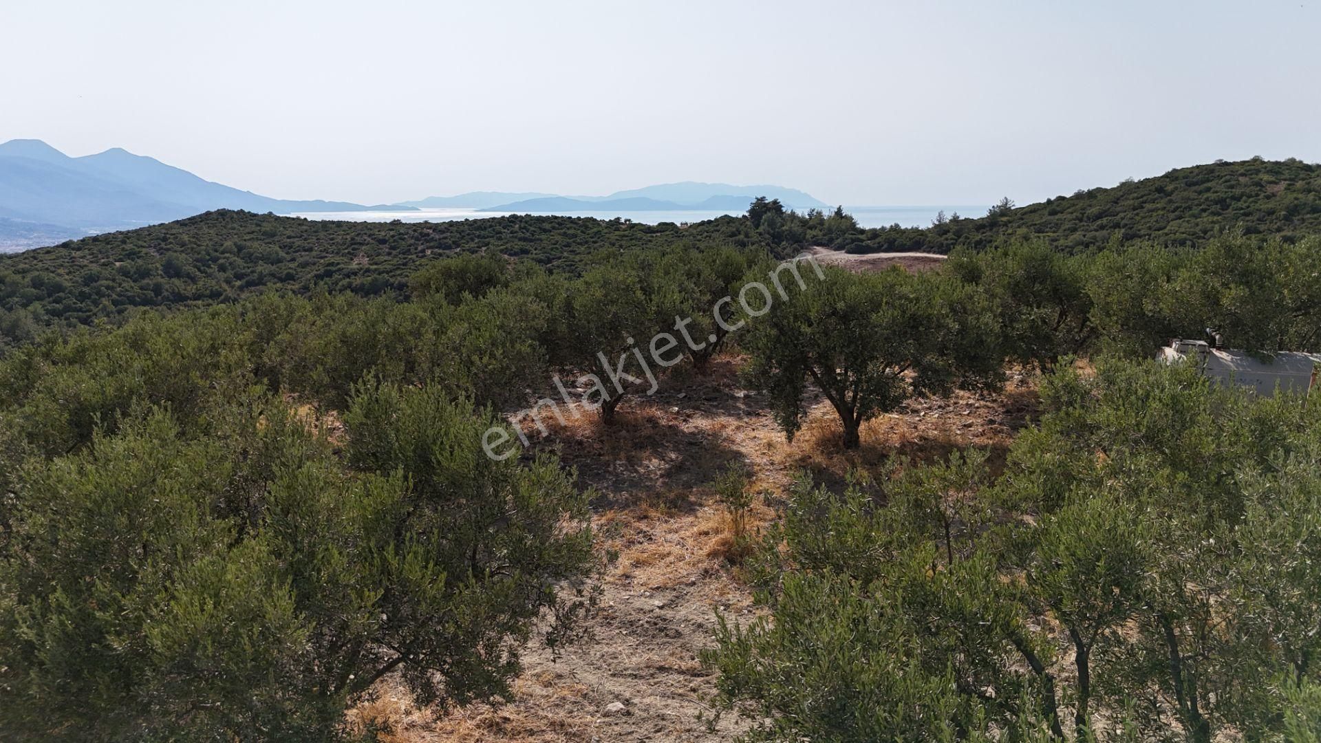 Söke Ağaçlı Köyü 37.692 M2 Satılık Zeytinlik - Görsel 8