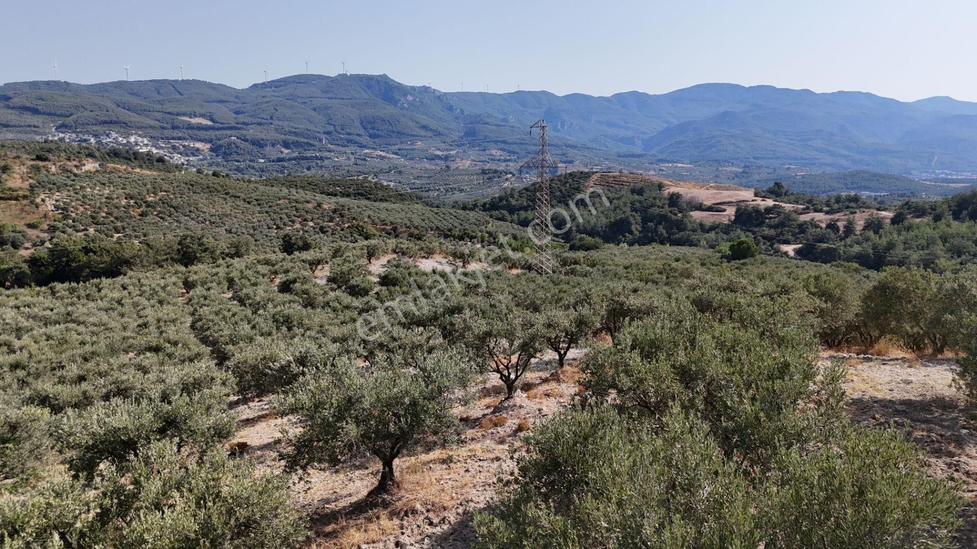 Söke Ağaçlı Köyü 37.692 M2 Satılık Zeytinlik - Görsel 10
