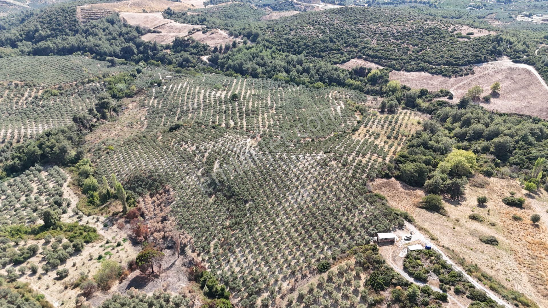 Söke Ağaçlı Köyü 37.692 M2 Satılık Zeytinlik - Görsel 2
