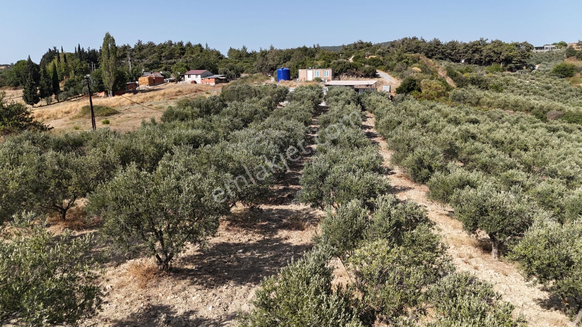 Söke Ağaçlı Köyü 37.692 M2 Satılık Zeytinlik - Görsel 5