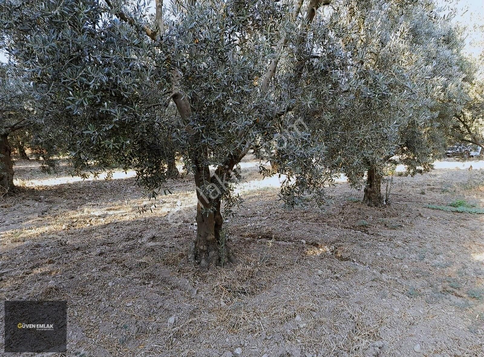 İznik Elbeyli De Satılık Şahane Zeytin Bahçesi.