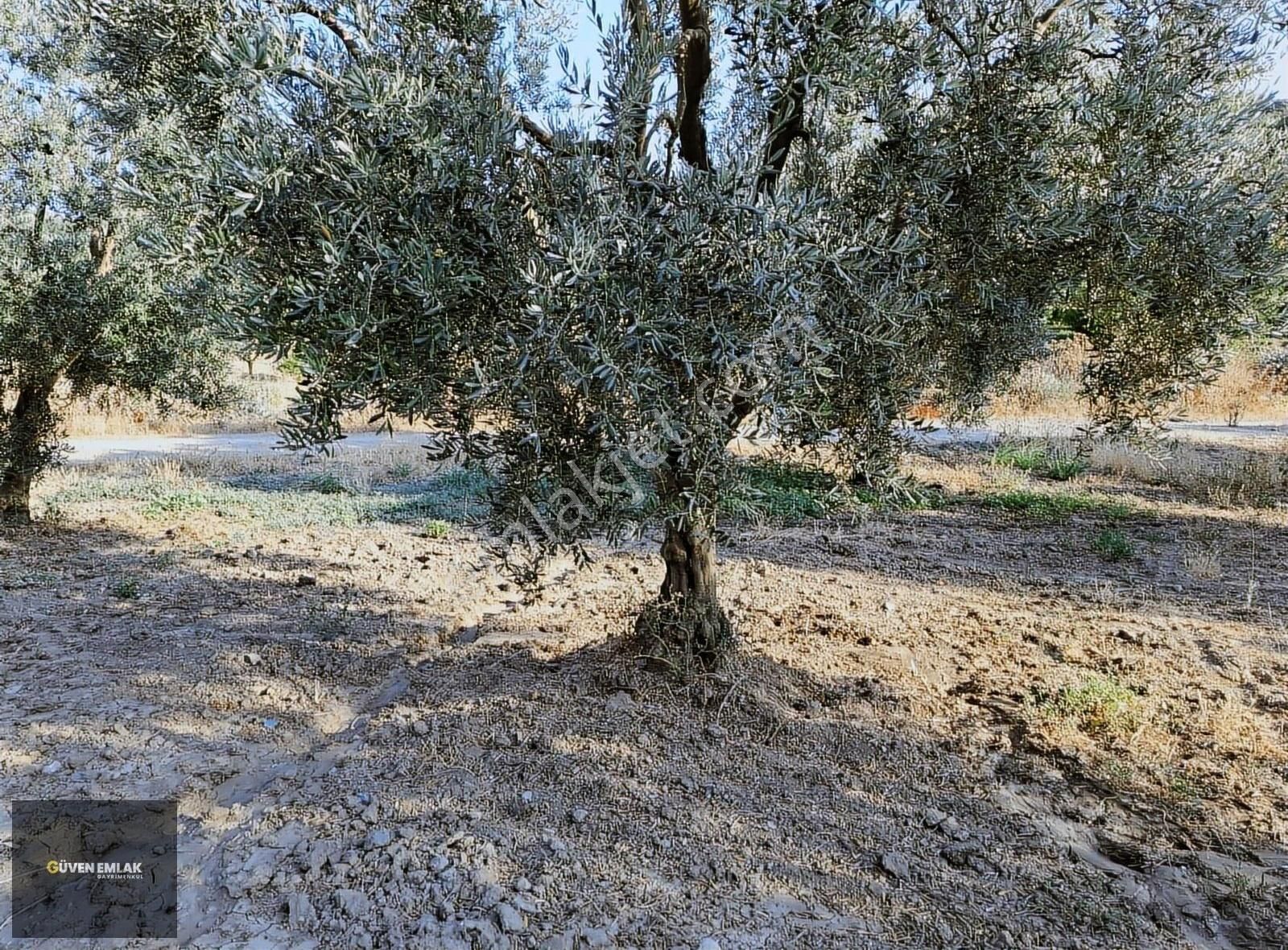 Güven Emlaktan Satılık Bakımlı Zeytin Bahçesi.