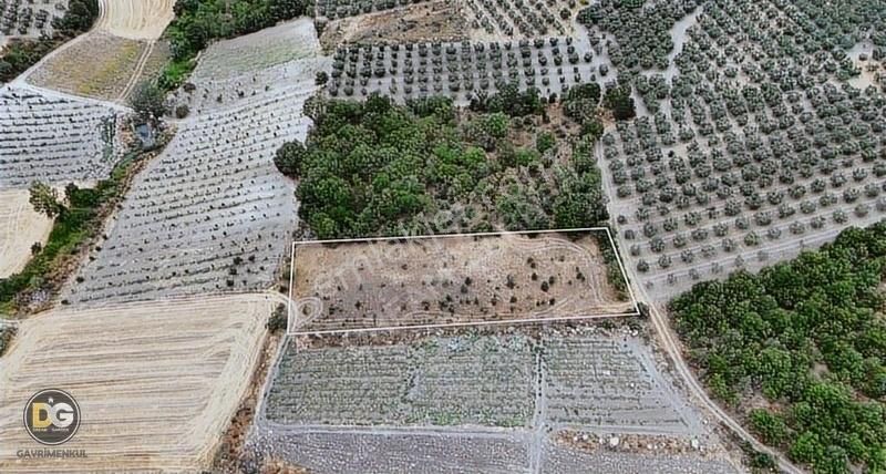 Bursa Büyükbalıklı Tek Tapu Uygun Fiyat 2350m²