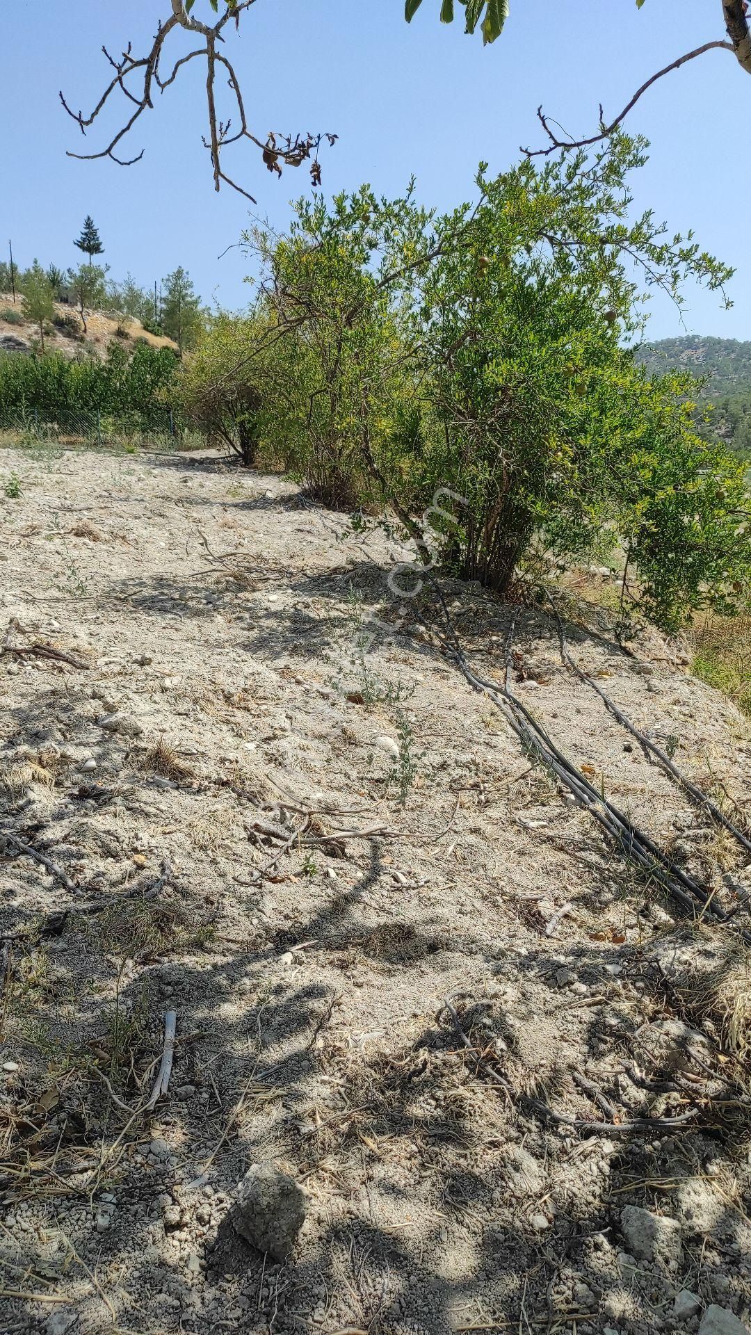 Sahibinden(memurdan) Araç Takasına Açık Satılık Tek Tapu 2.5 Dönüm Bahçe Köy İçi - Görsel 6