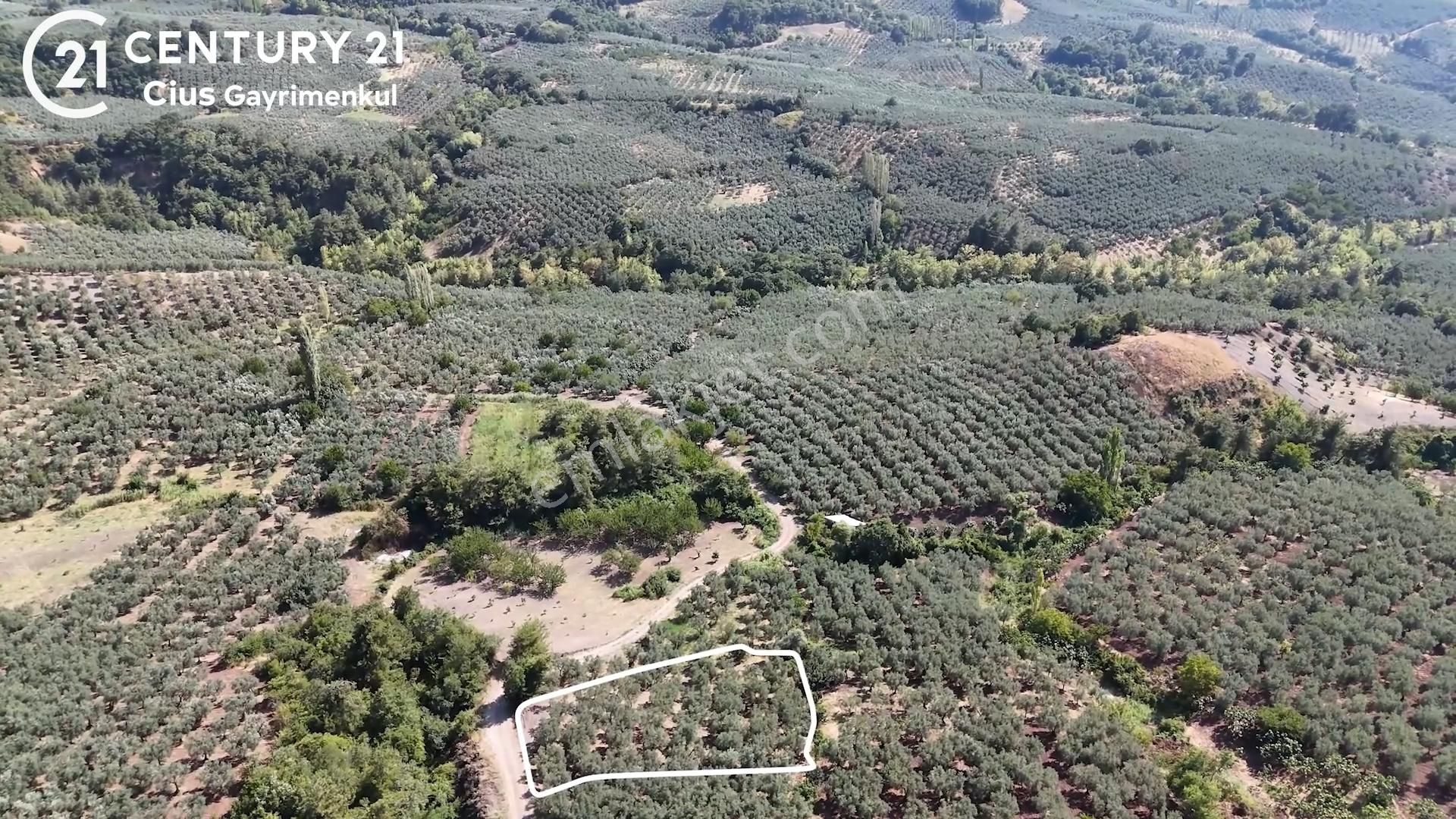 C21 Cius; Katırlı 1630m² Yola Cephe Satılık Bakımlı Zeytinlik - Görsel 4