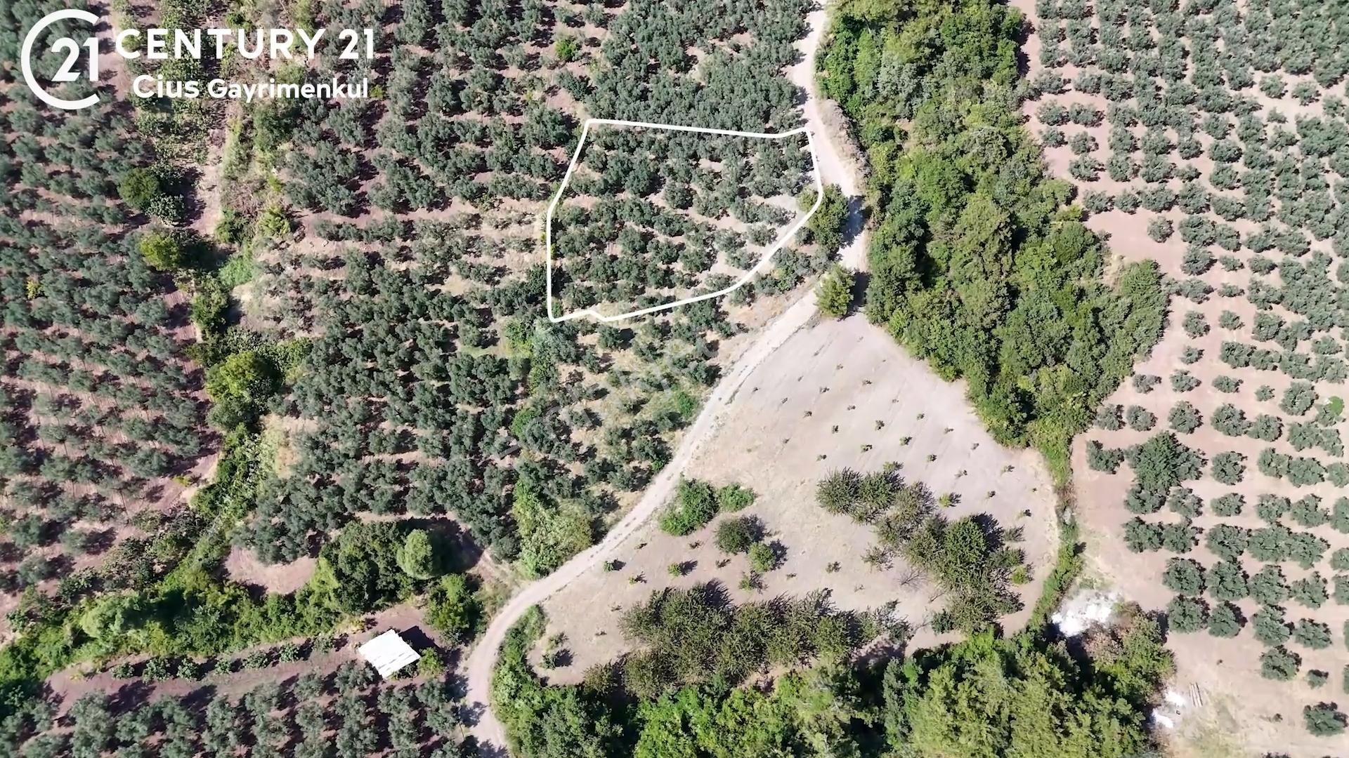 C21 Cius; Katırlı 1630m² Yola Cephe Satılık Bakımlı Zeytinlik - Görsel 3