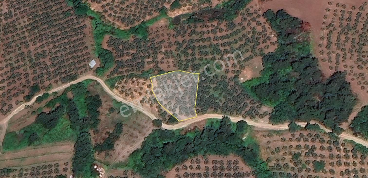 C21 Cius; Katırlı 1630m² Yola Cephe Satılık Bakımlı Zeytinlik - Görsel 8