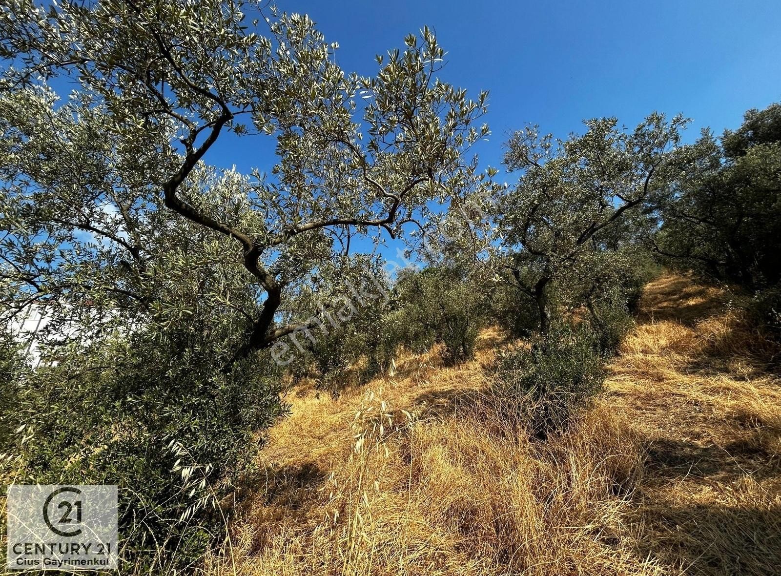 C21 Cius; Hasanağa Koy Üstü Ayrık Nizam 6 Kat 1.60 Emsal Arsa - Görsel 5