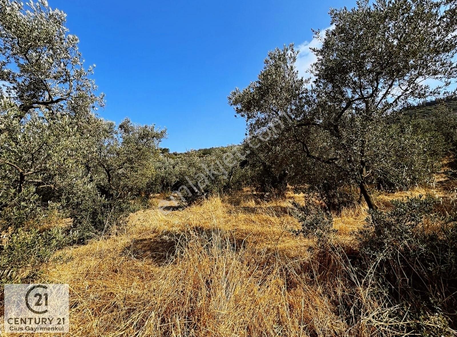 C21 Cius; Hasanağa Koy Üstü Ayrık Nizam 2 Kat 0.60 Emsal Arsa - Görsel 7