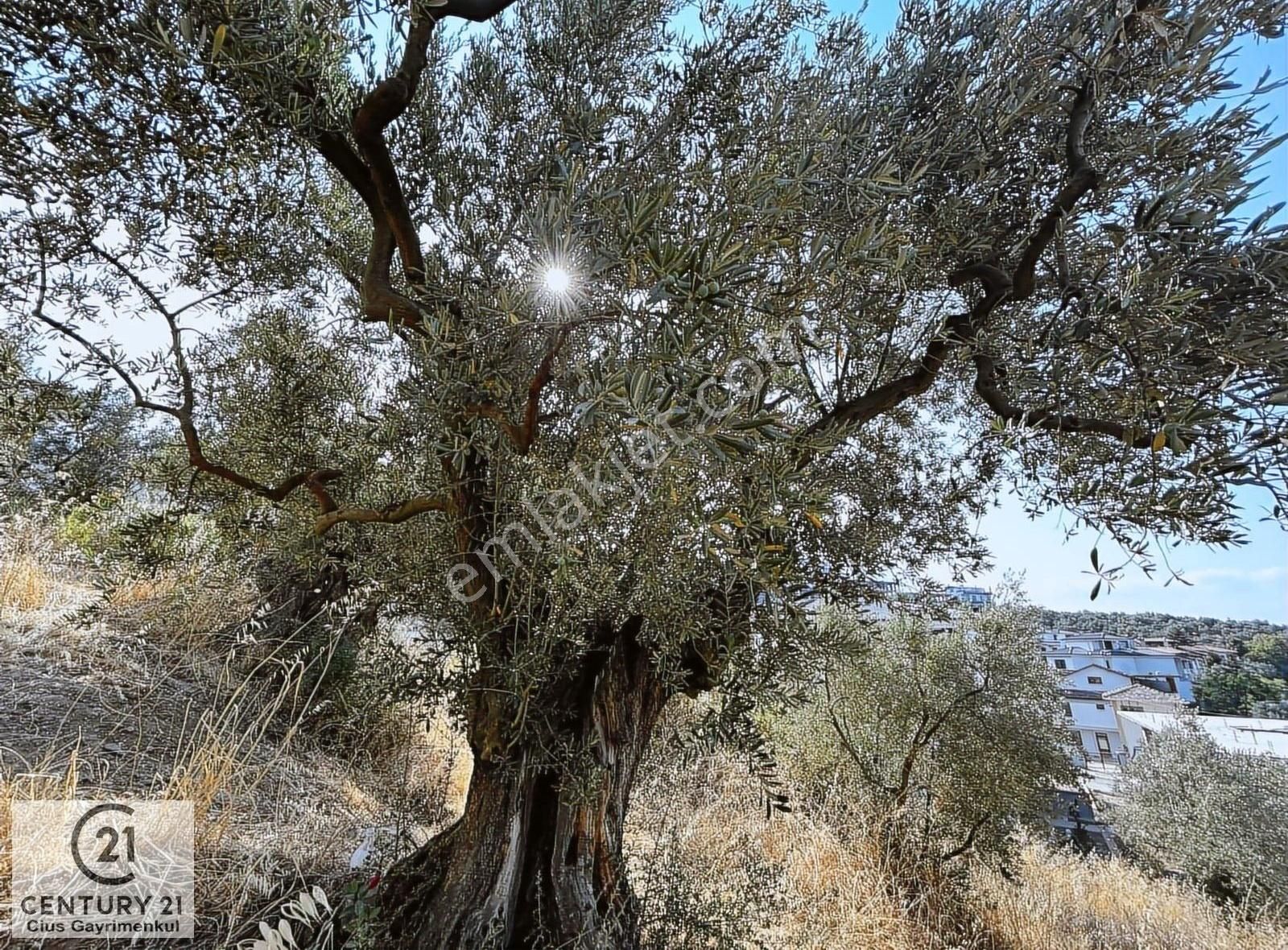 C21 Cius; Hasanağa Koy Üstü Ayrık Nizam 2 Kat 0.60 Emsal Arsa - Görsel 9