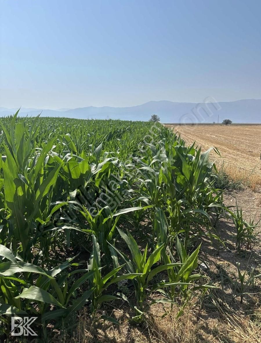 Afyonkarahisar Dazkırı Asfalta Sıfır Konumda3550 M2 - Görsel 9