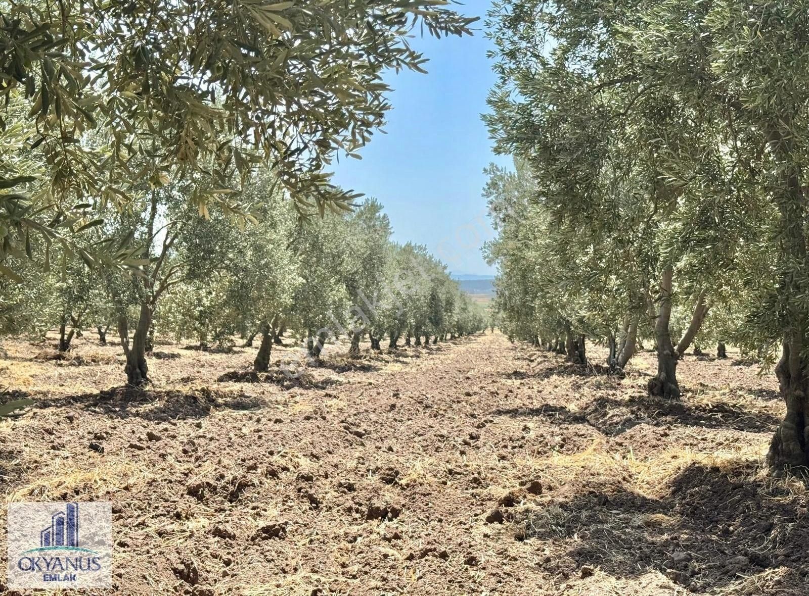 7.550 M2 Zeytinlik, Organize Sanayiye 650mt, R.yola 210 Mt Cephe