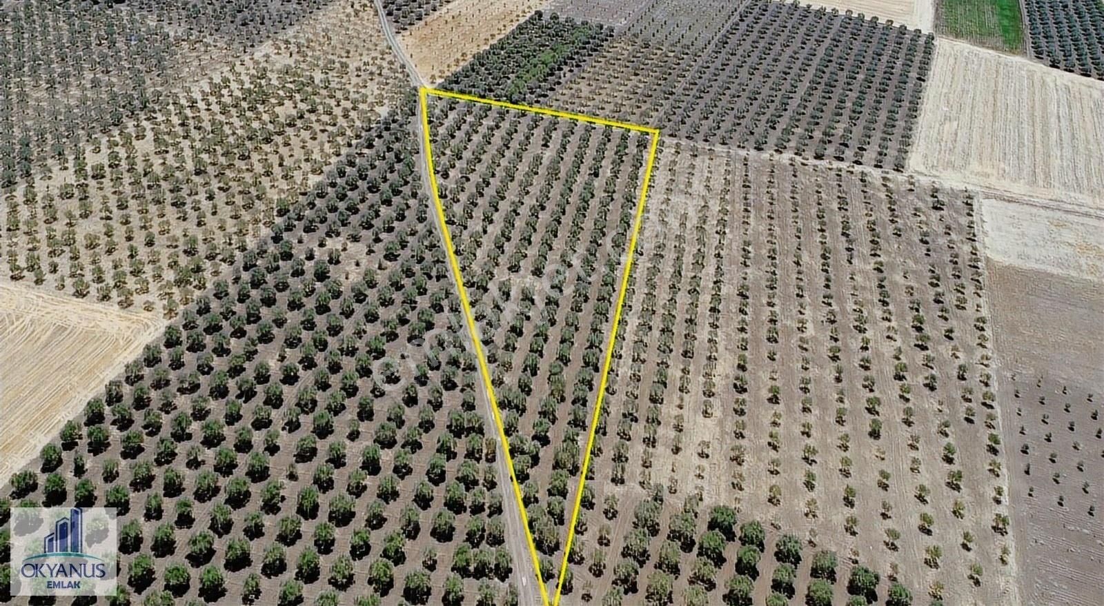 7.550 M2 Zeytinlik, Organize Sanayiye 650mt, R.yola 210 Mt Cephe - Görsel 2