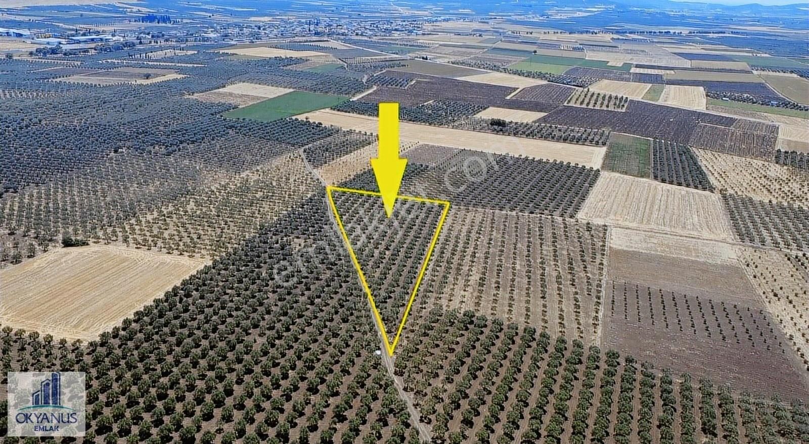 7.550 M2 Zeytinlik, Organize Sanayiye 650mt, R.yola 210 Mt Cephe - Görsel 11