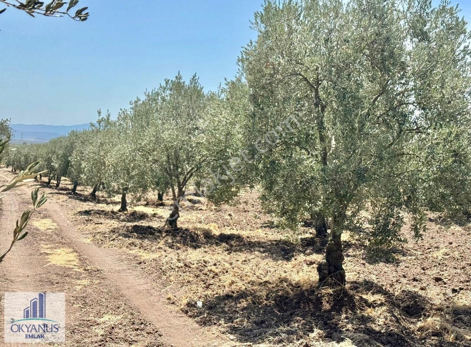 7.550 M2 Zeytinlik, Organize Sanayiye 650mt, R.yola 210 Mt Cephe - Görsel 4