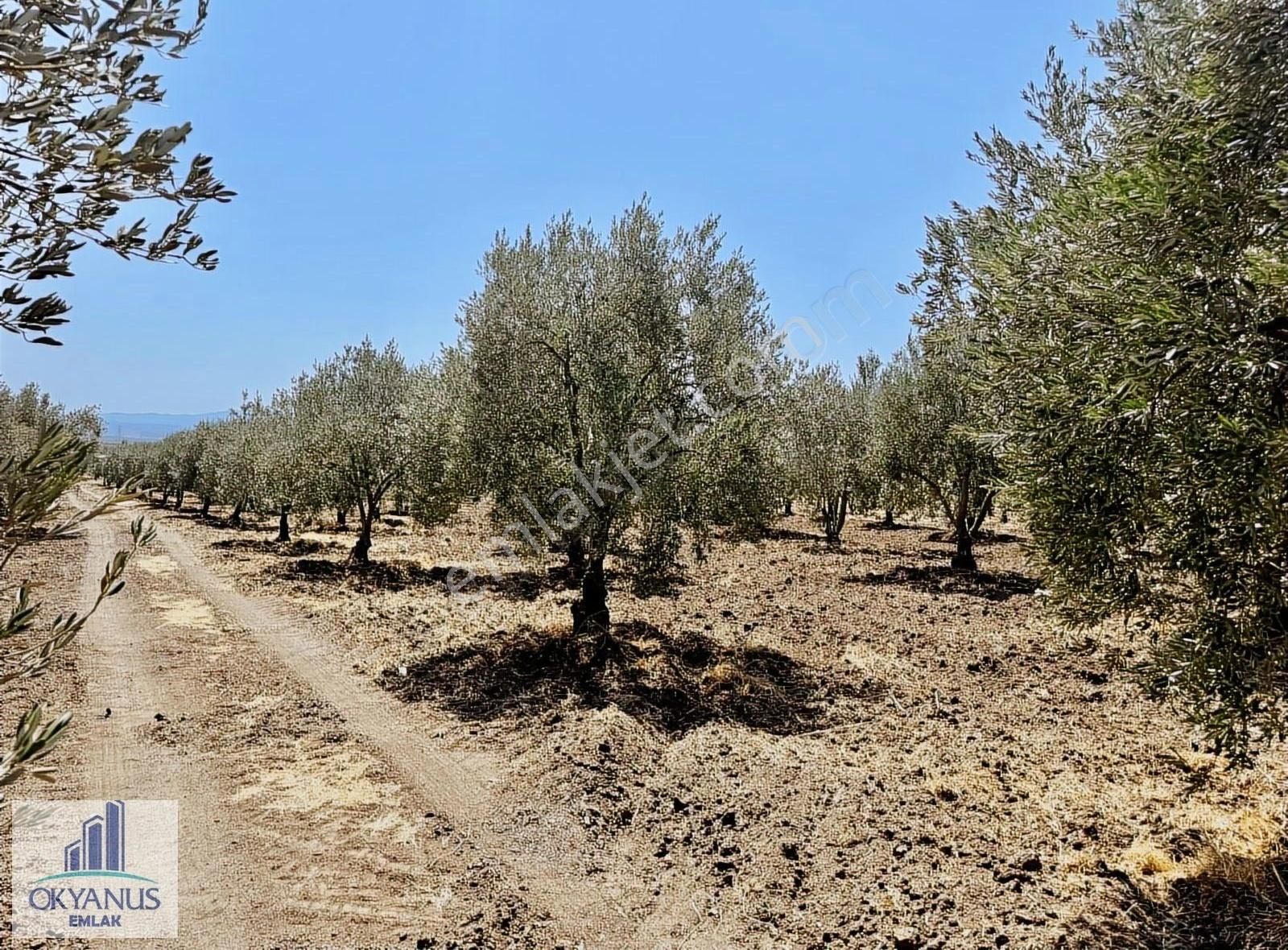 7.550 M2 Zeytinlik, Organize Sanayiye 650mt, R.yola 210 Mt Cephe - Görsel 10